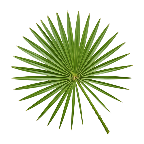 Saw Palmetto